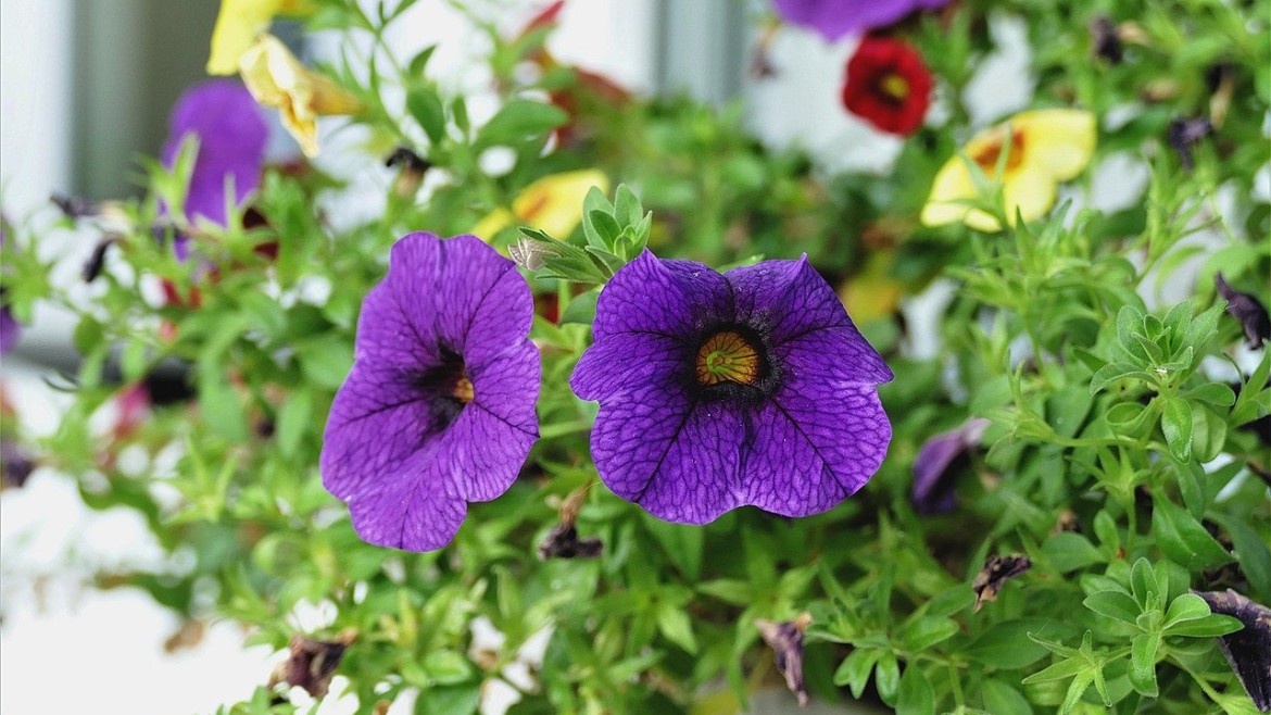 Beet & Balkonpflanzen